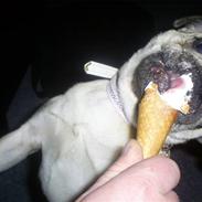 Mops Lulu