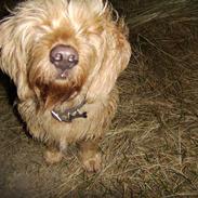 Basset fauve de bretagne baloo