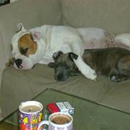 Amerikansk bulldog nicka