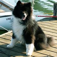 Karelsk bjørnehund Satchmo