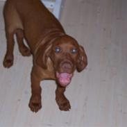 Vizsla Kejser