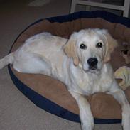 Golden retriever Fie