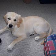 Golden retriever Fie