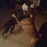 Amerikansk staffordshire terrier minni