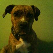 Amerikansk staffordshire terrier minni