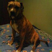 Amerikansk staffordshire terrier minni