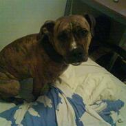 Amerikansk staffordshire terrier minni