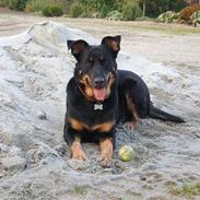 Blanding af racer Bailey