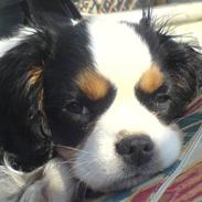 Cavalier king charles spaniel SØS