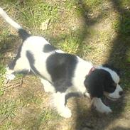 Cavalier king charles spaniel SØS