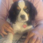 Cavalier king charles spaniel SØS