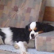 Cavalier king charles spaniel SØS