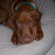 Vizsla Kejser