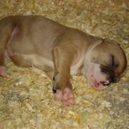 Amerikansk bulldog Baily