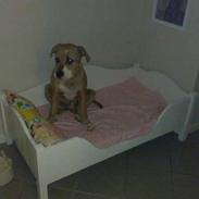 Amerikansk bulldog Baily