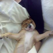 Amerikansk bulldog Baily