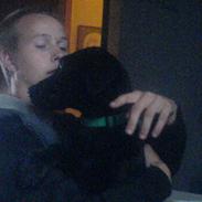 Labrador retriever Kayson