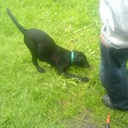 Labrador retriever Kayson