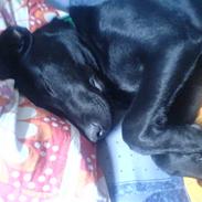 Labrador retriever Kayson