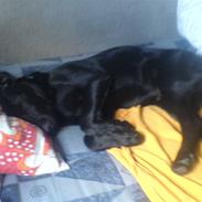 Labrador retriever Kayson