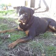 Rottweiler Lilo