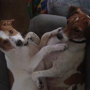 Dansk svensk gaardhund tazan