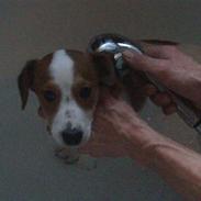 Dansk svensk gaardhund tazan