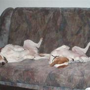 Dansk svensk gaardhund tazan