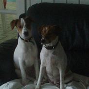 Dansk svensk gaardhund tazan