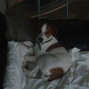 Dansk svensk gaardhund tazan