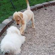 Golden retriever Lady