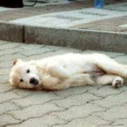 Golden retriever Lady