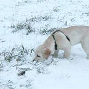 Golden retriever Lady