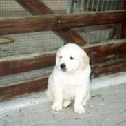 Golden retriever Lady