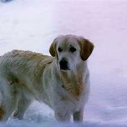 Golden retriever Lady