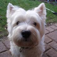 West highland white terrier pino