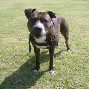 Amerikansk staffordshire terrier R.I.P BUBI MIN SKAT