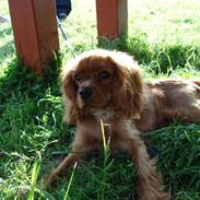 Cavalier king charles spaniel Tjalfe