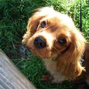 Cavalier king charles spaniel Tjalfe