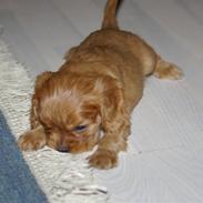 Cavalier king charles spaniel Tjalfe