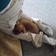 Cavalier king charles spaniel Tjalfe