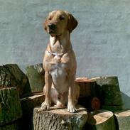 Labrador retriever Morris K. Pedersen