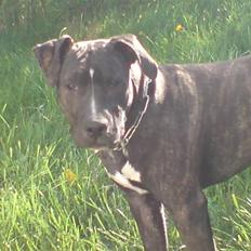 Amerikansk staffordshire terrier Loco
