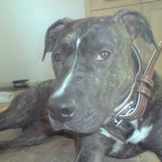 Amerikansk staffordshire terrier Loco