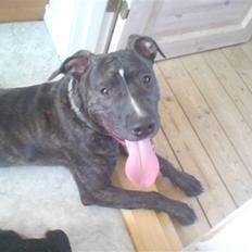 Amerikansk staffordshire terrier Loco