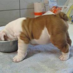 Engelsk bulldog Silas R.I.P