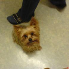 Yorkshire terrier Krümmel !!død!!
