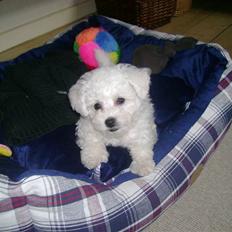Bichon à poil frisé Lucy stars White Nimbus