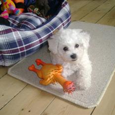 Bichon à poil frisé Lucy stars White Nimbus