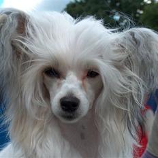 Chinese crested hårløs Clare